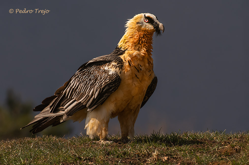 Quebrantahuesos (Gypaetus barbatus)